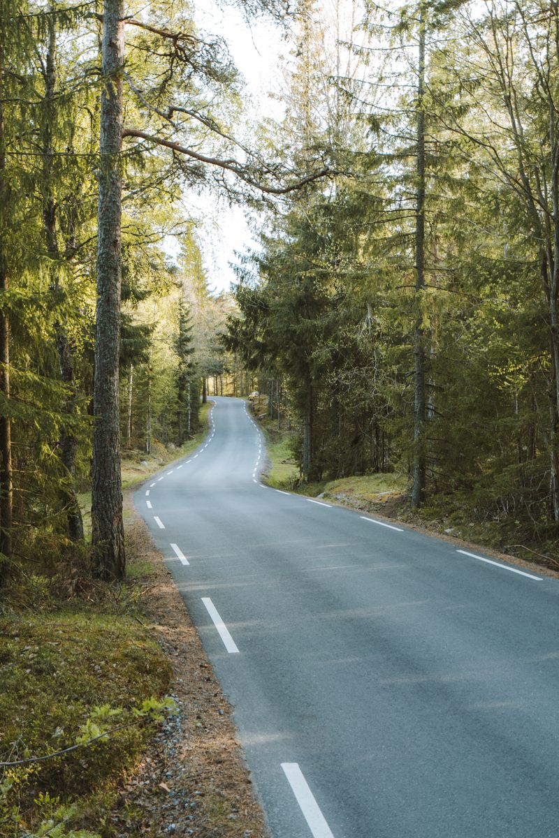 Route à travers une forêt de conifères ensoleillée