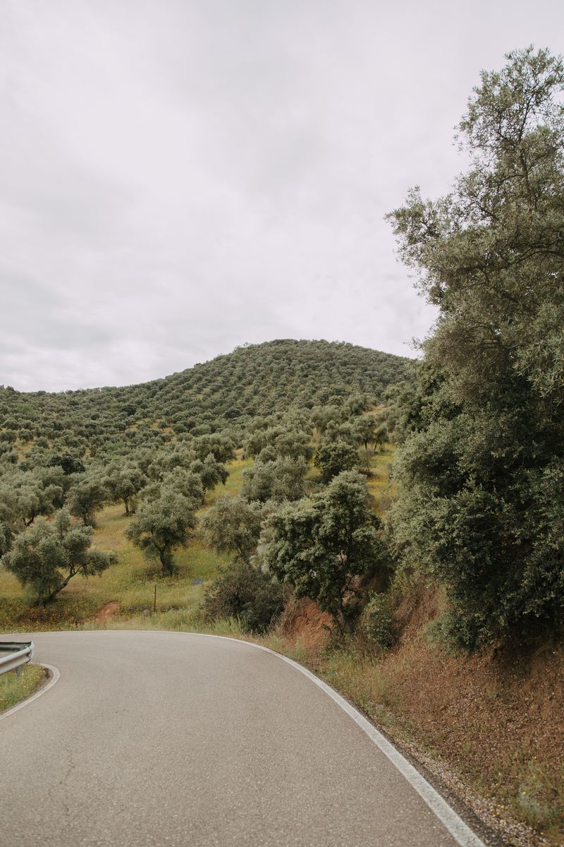 Route qui contourne une colline plantée d'oliviers