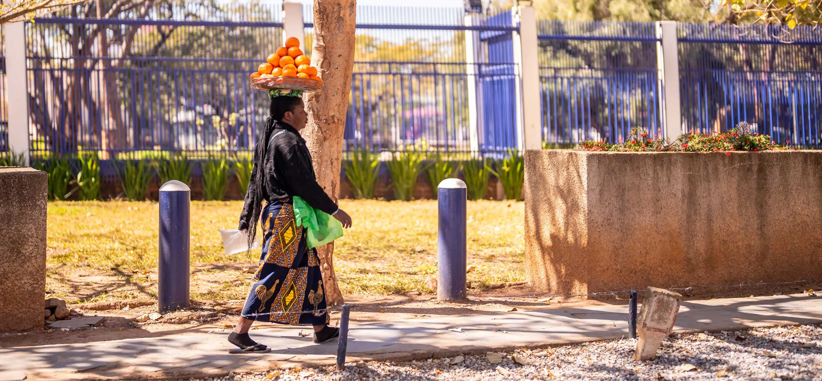 Woman walking on a sidewalk balancing a basket of oranges on her head near a tree and a fence.