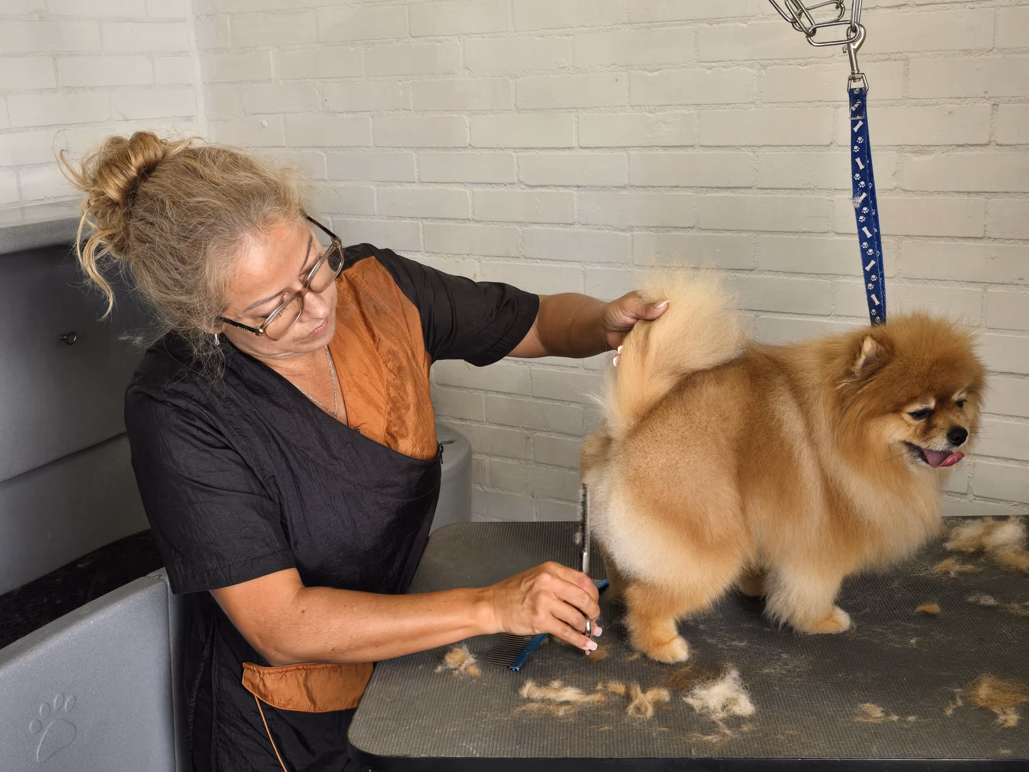 Elsa tijdens het trimmen van een hond bij Hondenstyliste MOOI