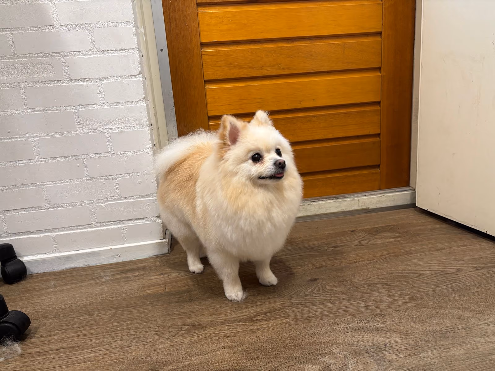 Kleine hond na verzorging bij Hondenstyliste MOOI