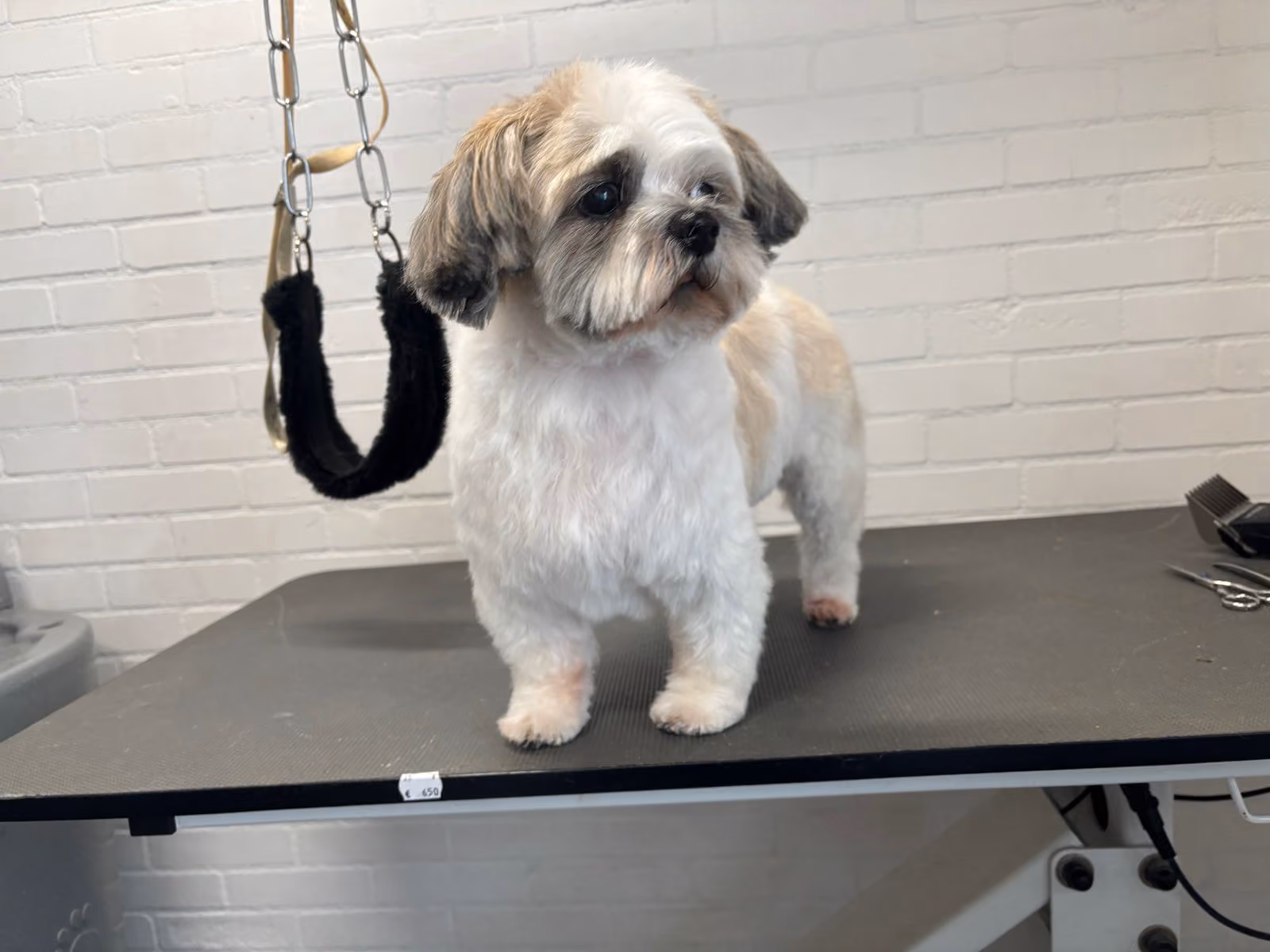 Kleine hond na een trimbehandeling in Zwolle