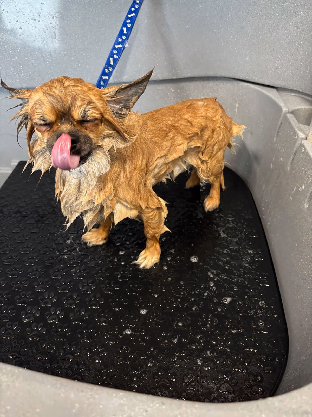 Kleine hond tijdens vachtverzorging bij Hondenstyliste MOOI