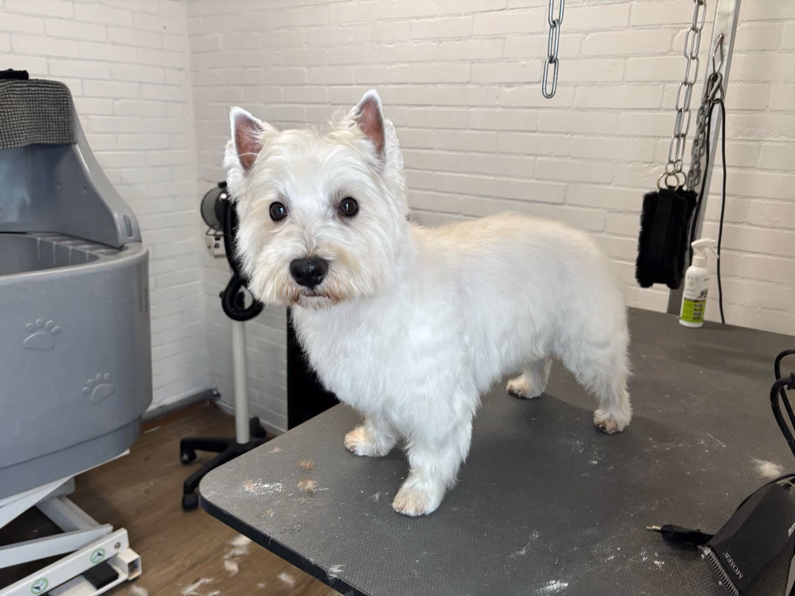 Witte hond op de trimtafel na de behandeling