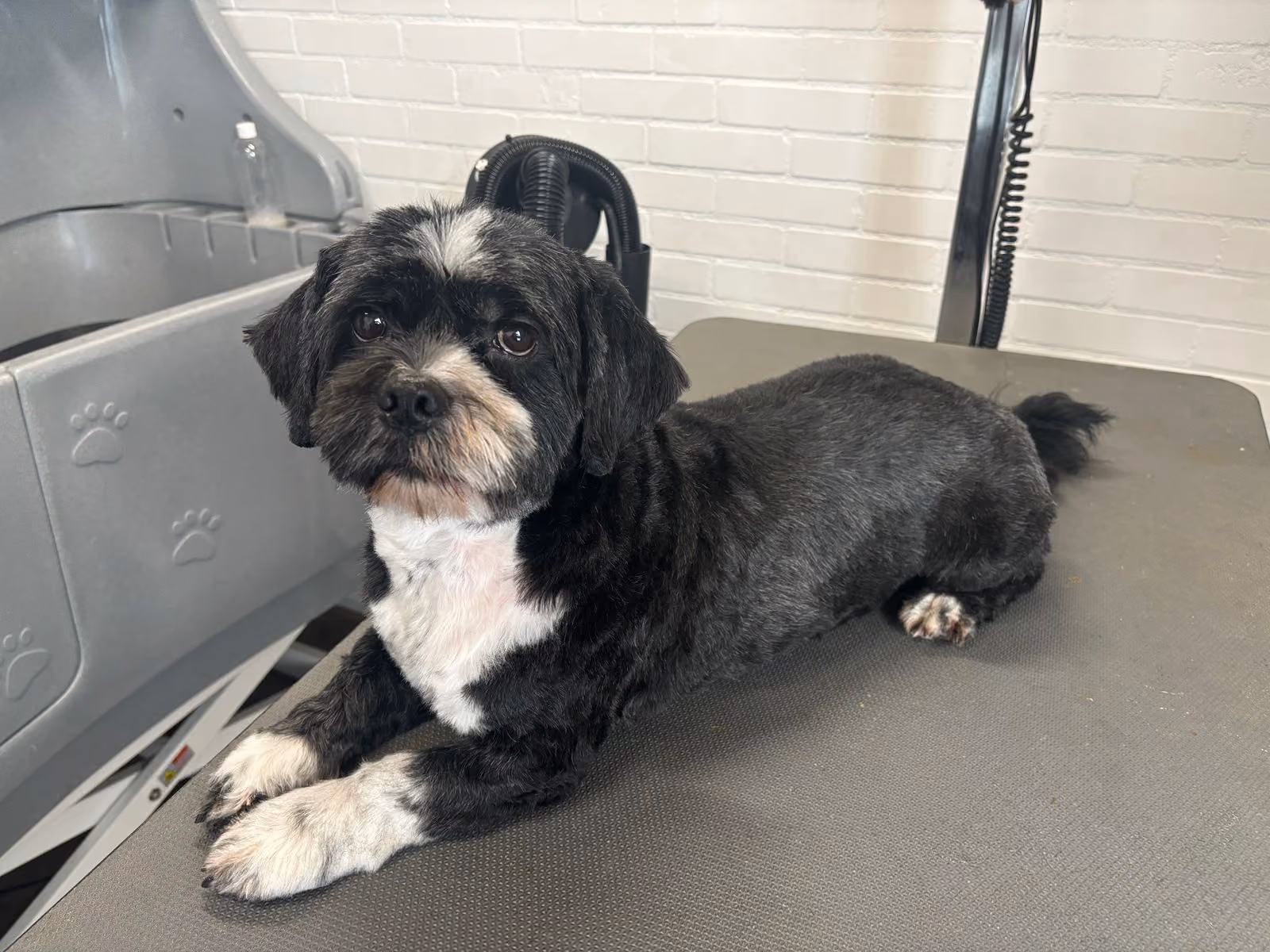 Zwart-witte hond op de trimtafel in de trimsalon