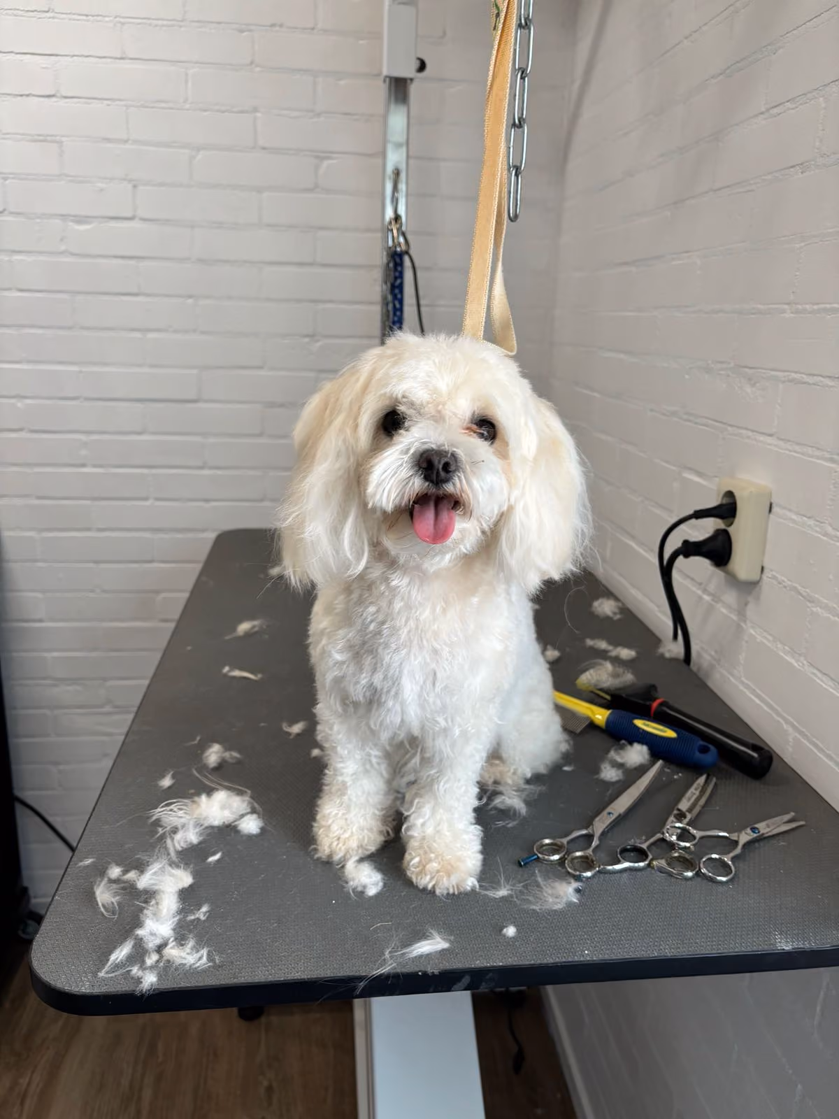 Kleine witte hond tijdens een trimbehandeling