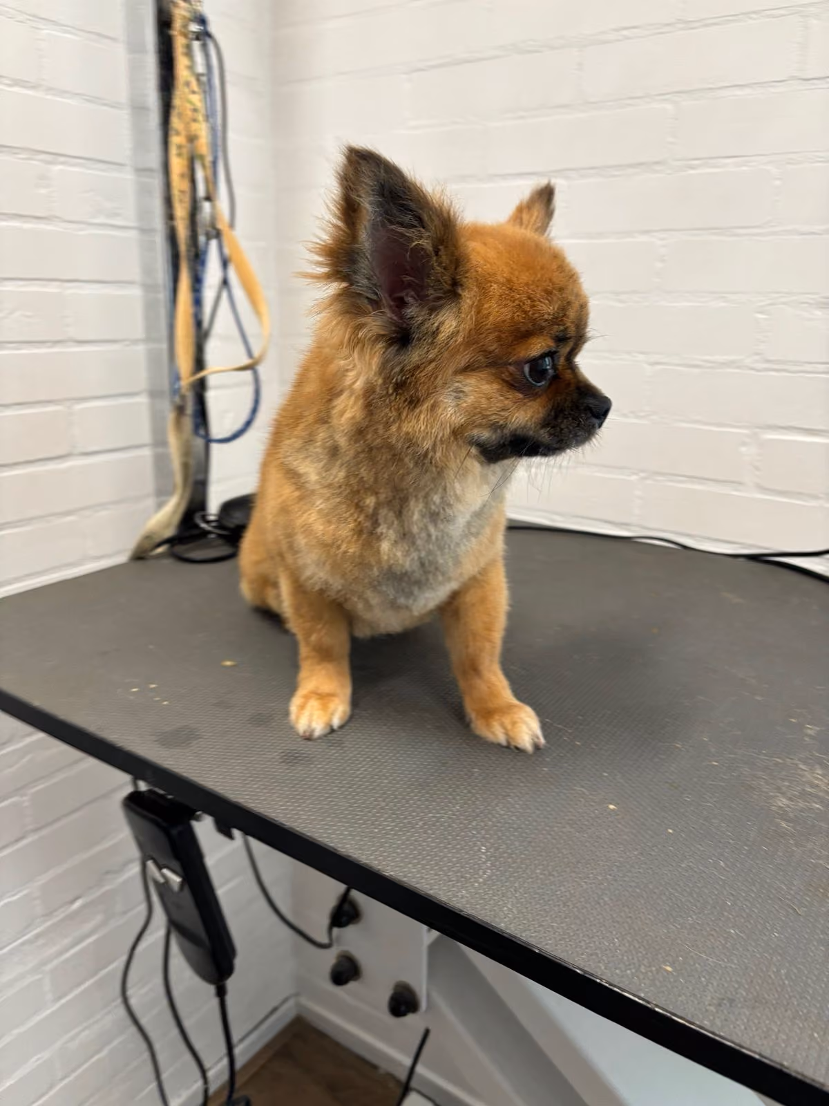 Kleine hond tijdens een trimbehandeling bij Hondenstyliste MOOI