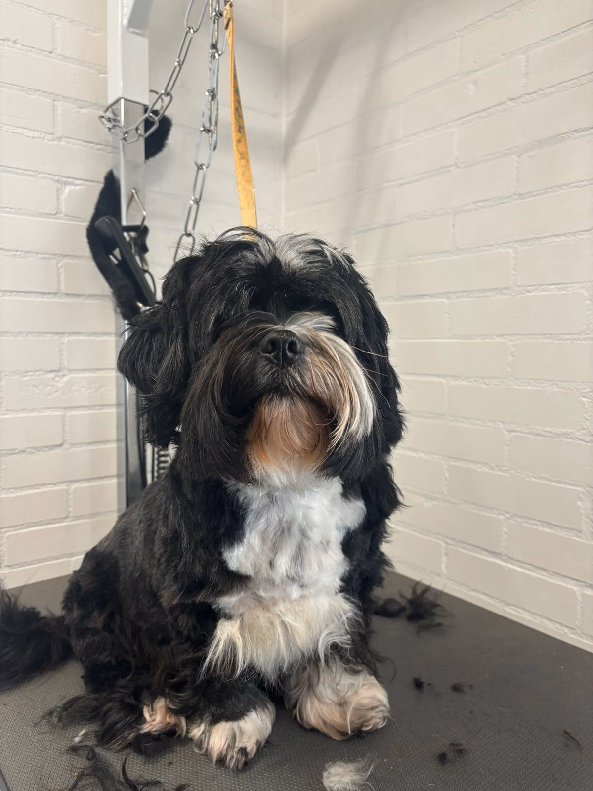 Hond met lange vacht op de trimtafel