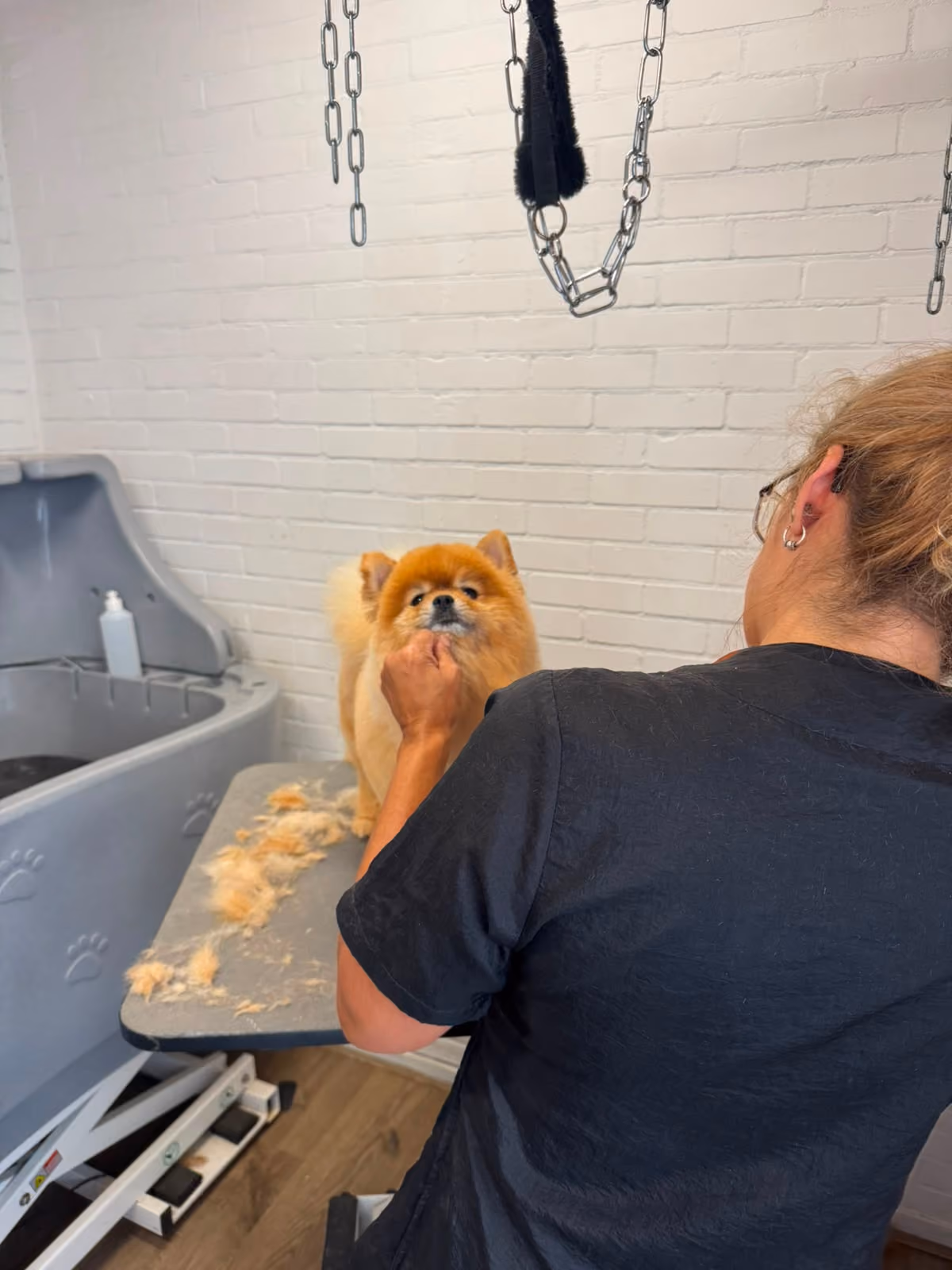 Hond tijdens een behandeling bij Hondenstyliste MOOI in Zwolle