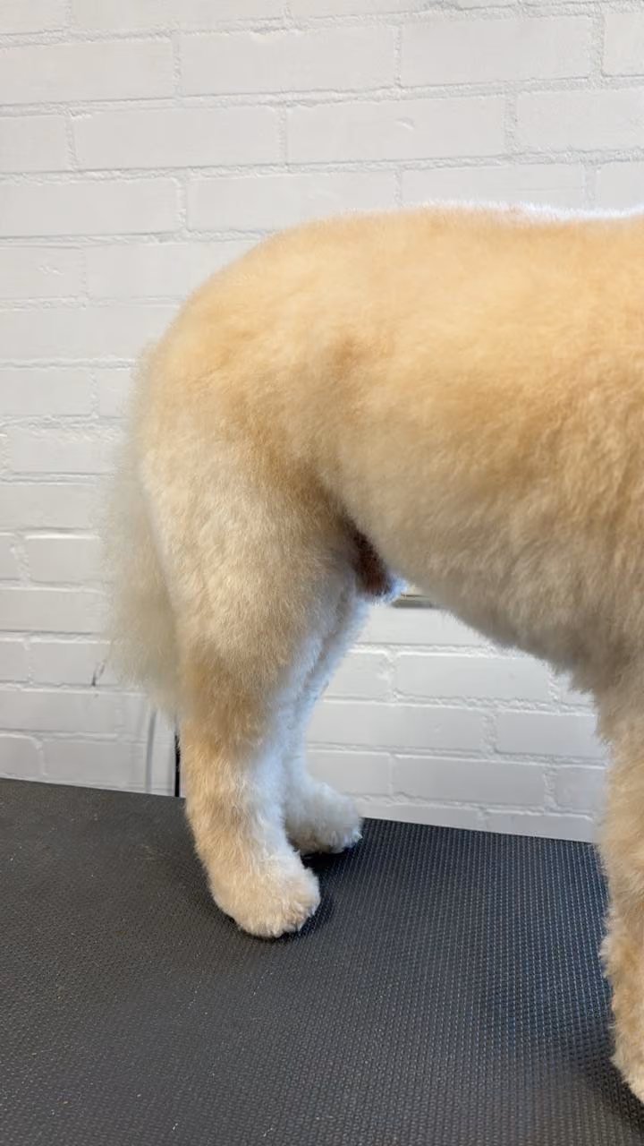 Verzorgde vacht van een hond na de behandeling