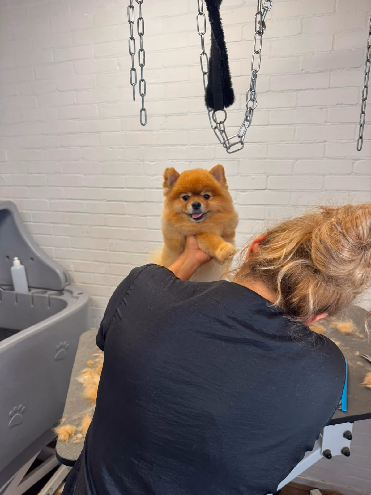 Kleine hond na een trimbehandeling in de trimsalon