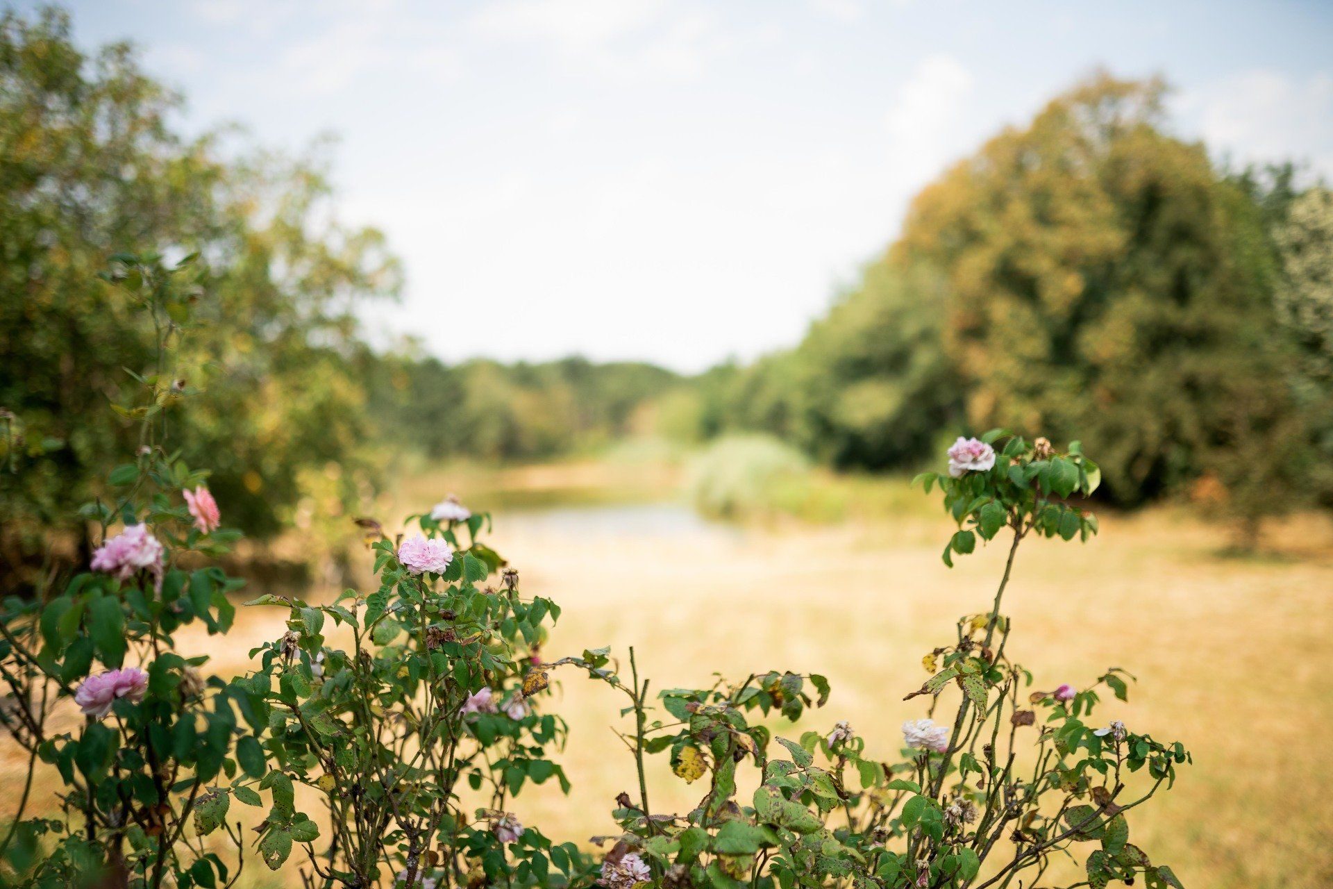 Roses du parc du Château l'Escale à Vair-sur-Loire