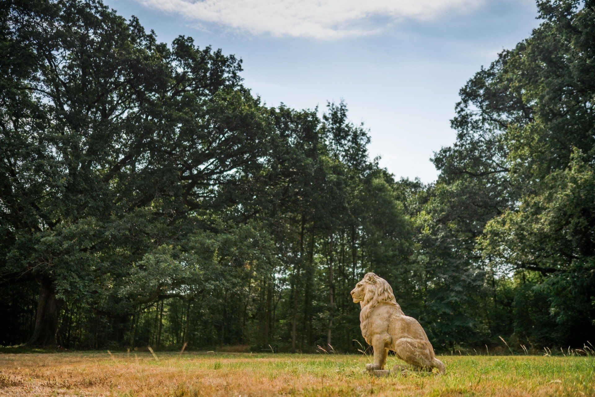 Grand arbre dans le parc du Château l'Escale, étape sur la Loire à Vélo près d'Ancenis