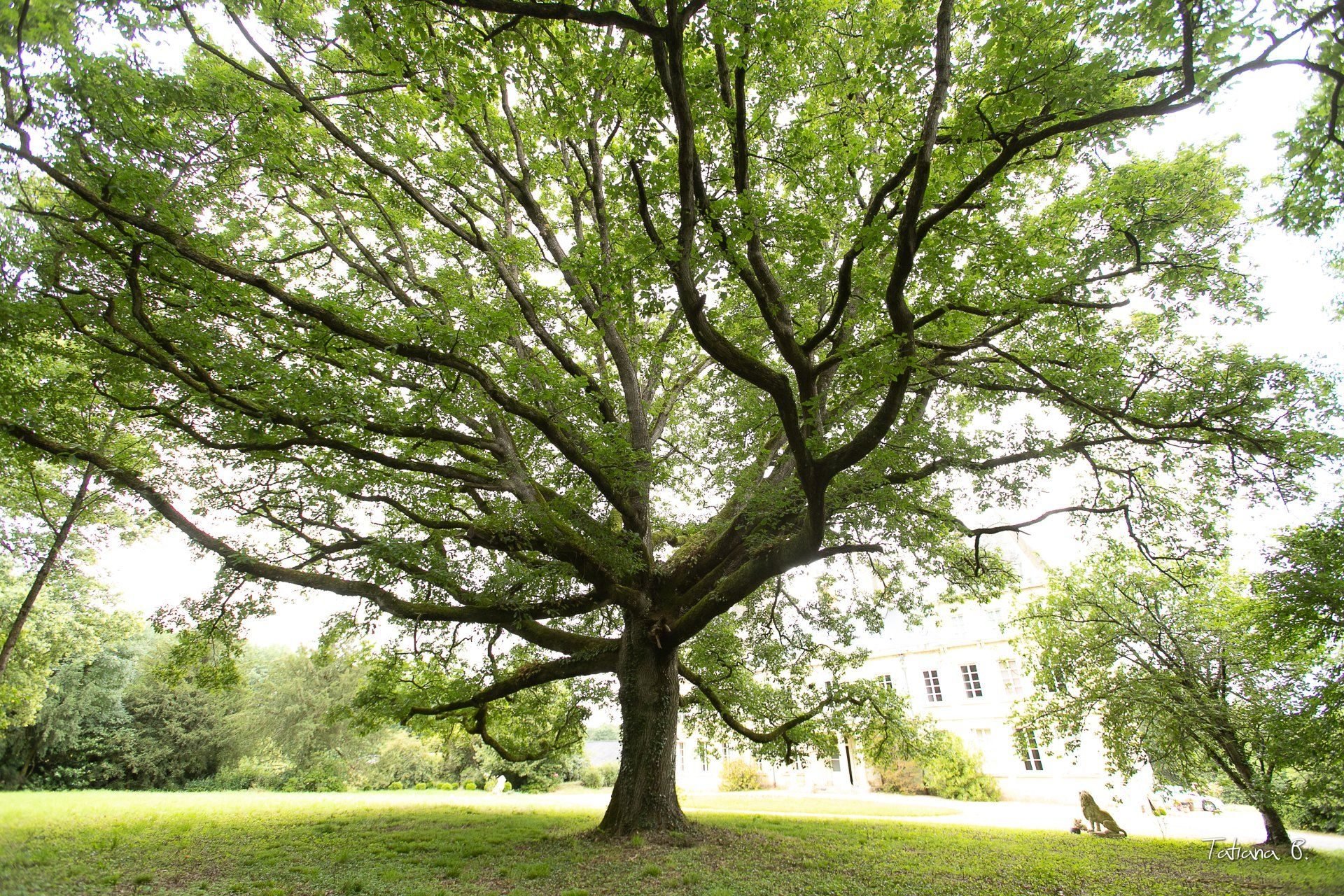 Le chêne bicentenaire du parc du château