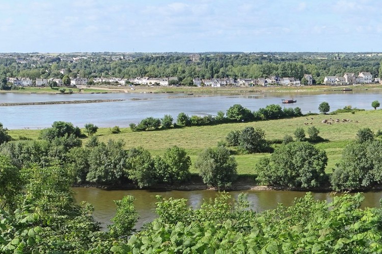 Grand arbre du parc du Château l'Escale à Vair-sur-Loire, départ des sorties à vélo