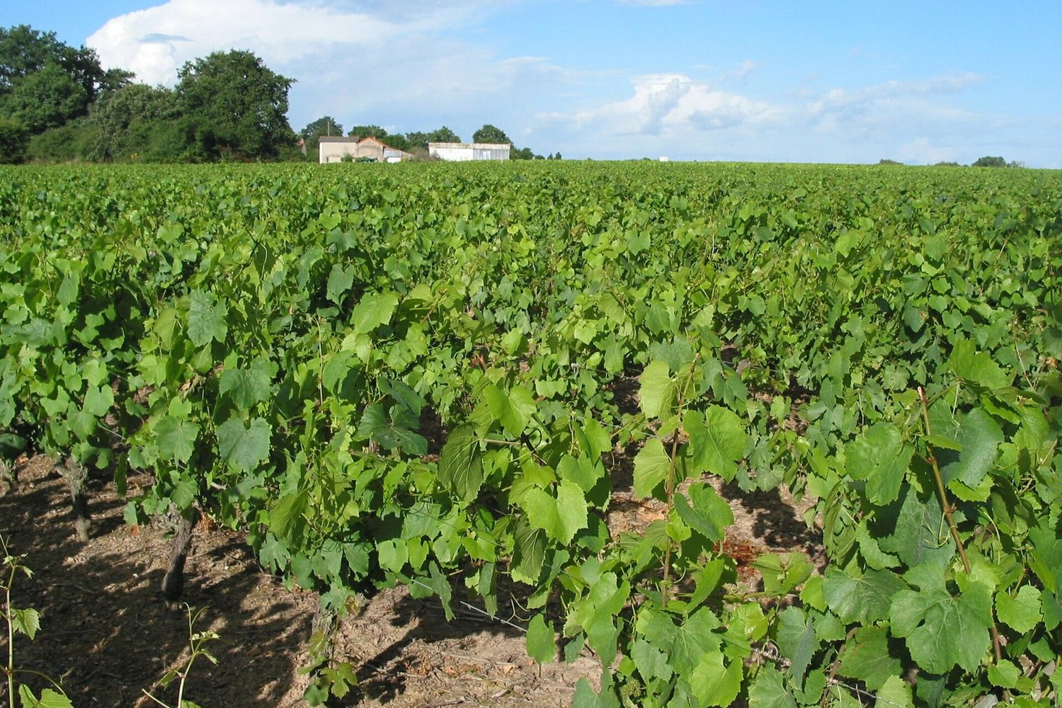 Roses du parc du Château l'Escale à Vair-sur-Loire, au cœur des coteaux d'Ancenis