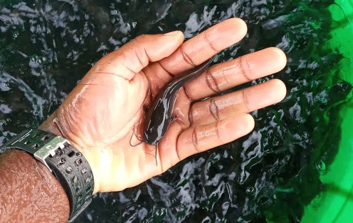 Healthy catfish fingerling held above a hatchery tank