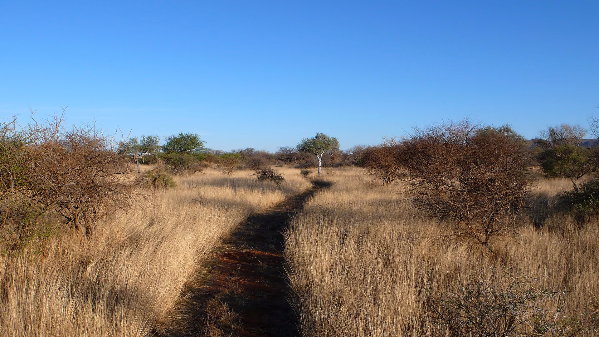 Ein schmaler, unbefestigter Weg schlängelt sich durch eine weite Savanne mit hohem, trockenem Gras und vereinzelten Büschen, der auf einen einzelnen grünen Baum unter blauem Himmel zuführt.