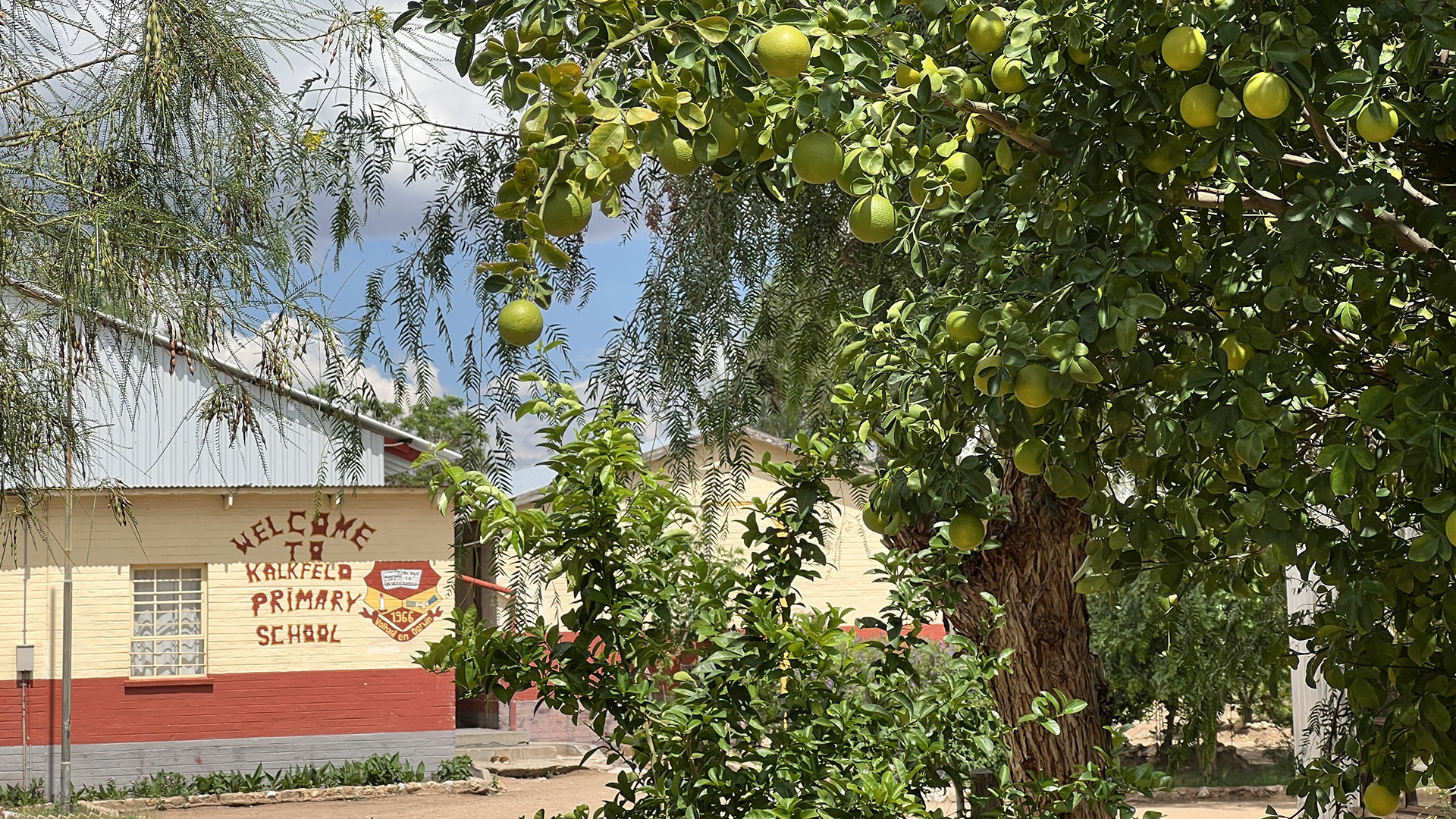 Die Citrusbäume an der Primary tragen viele Früchte.