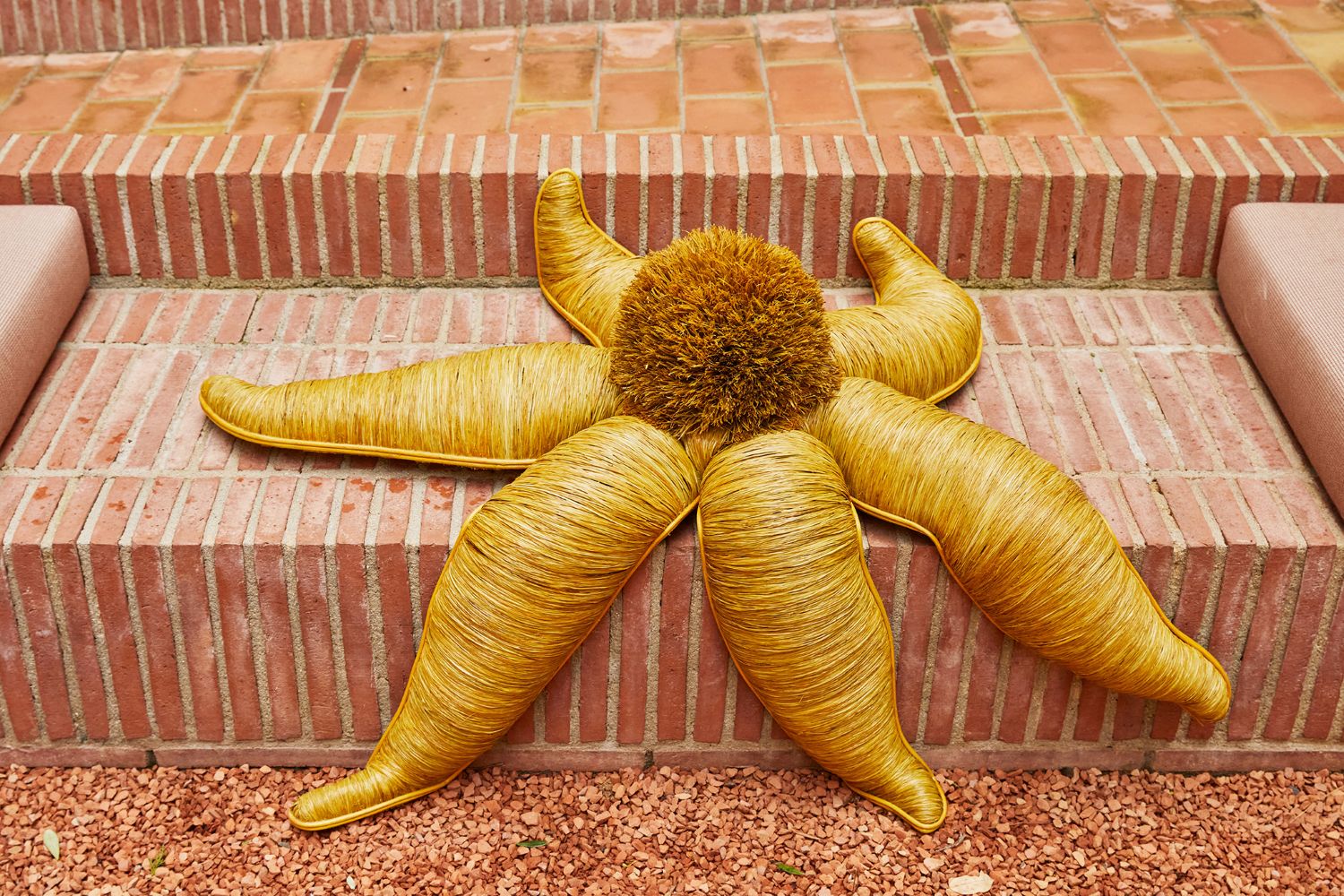 Asteroidea