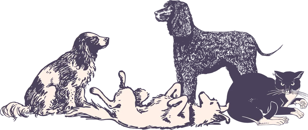 Illustration