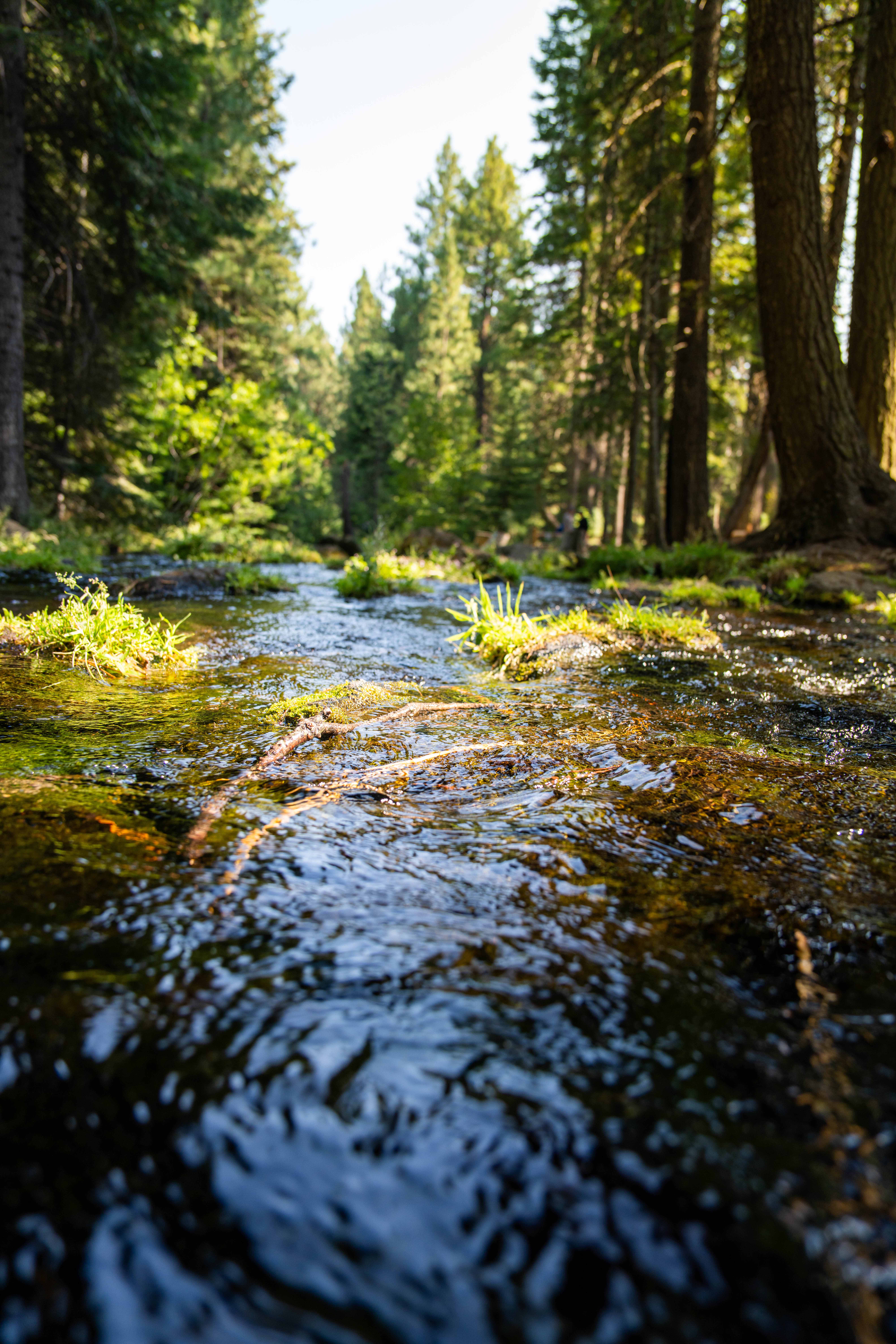Fuel Reduction & Wildfire Prevention