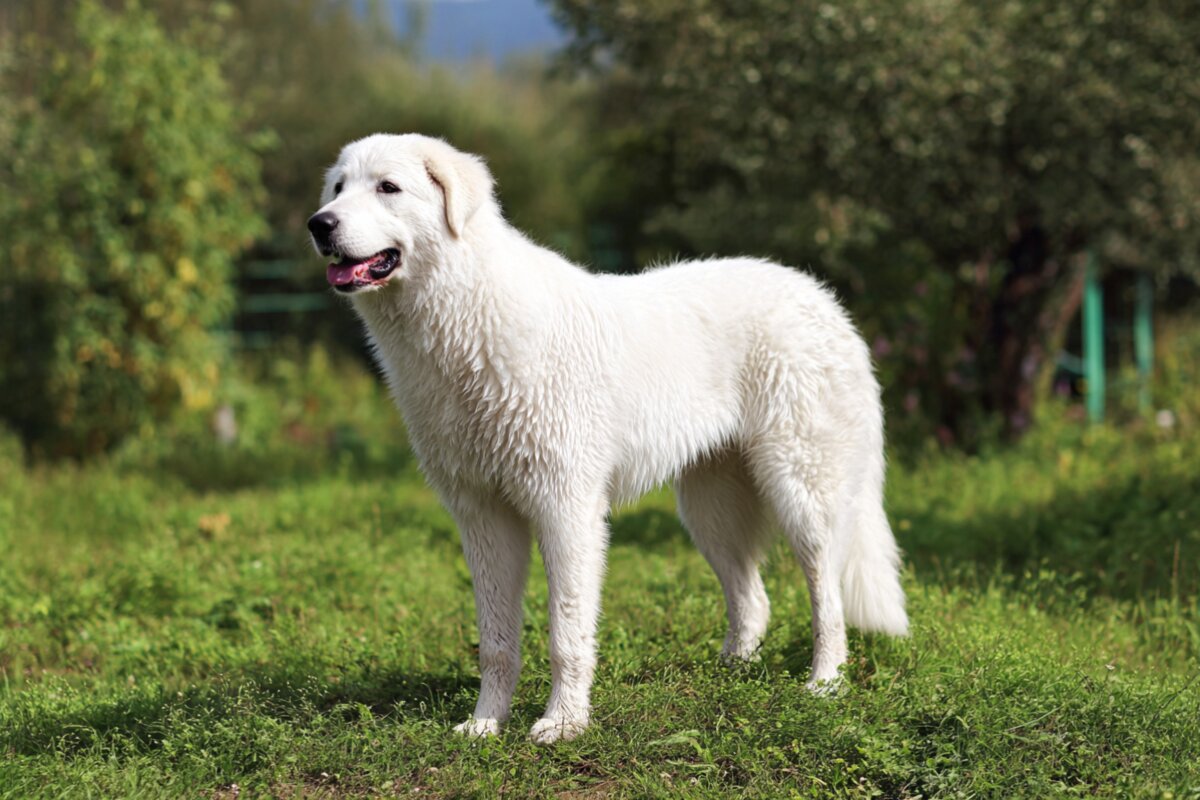 Kuvasz standing in a natural outdoor setting