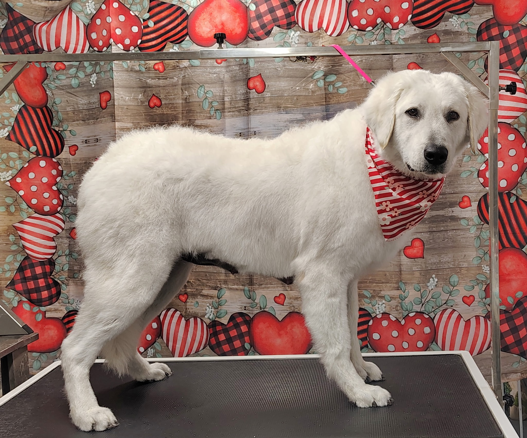 Nana, Kuvasz dam