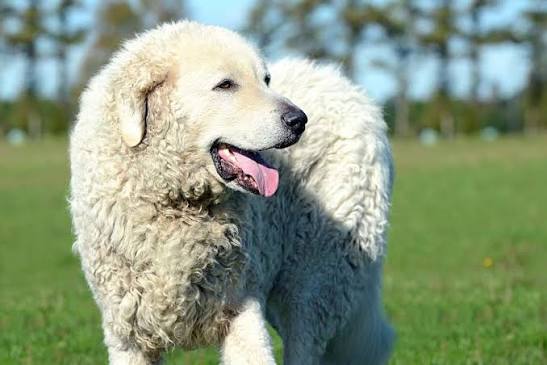 Adult Kuvasz — characteristic wavy white coat
