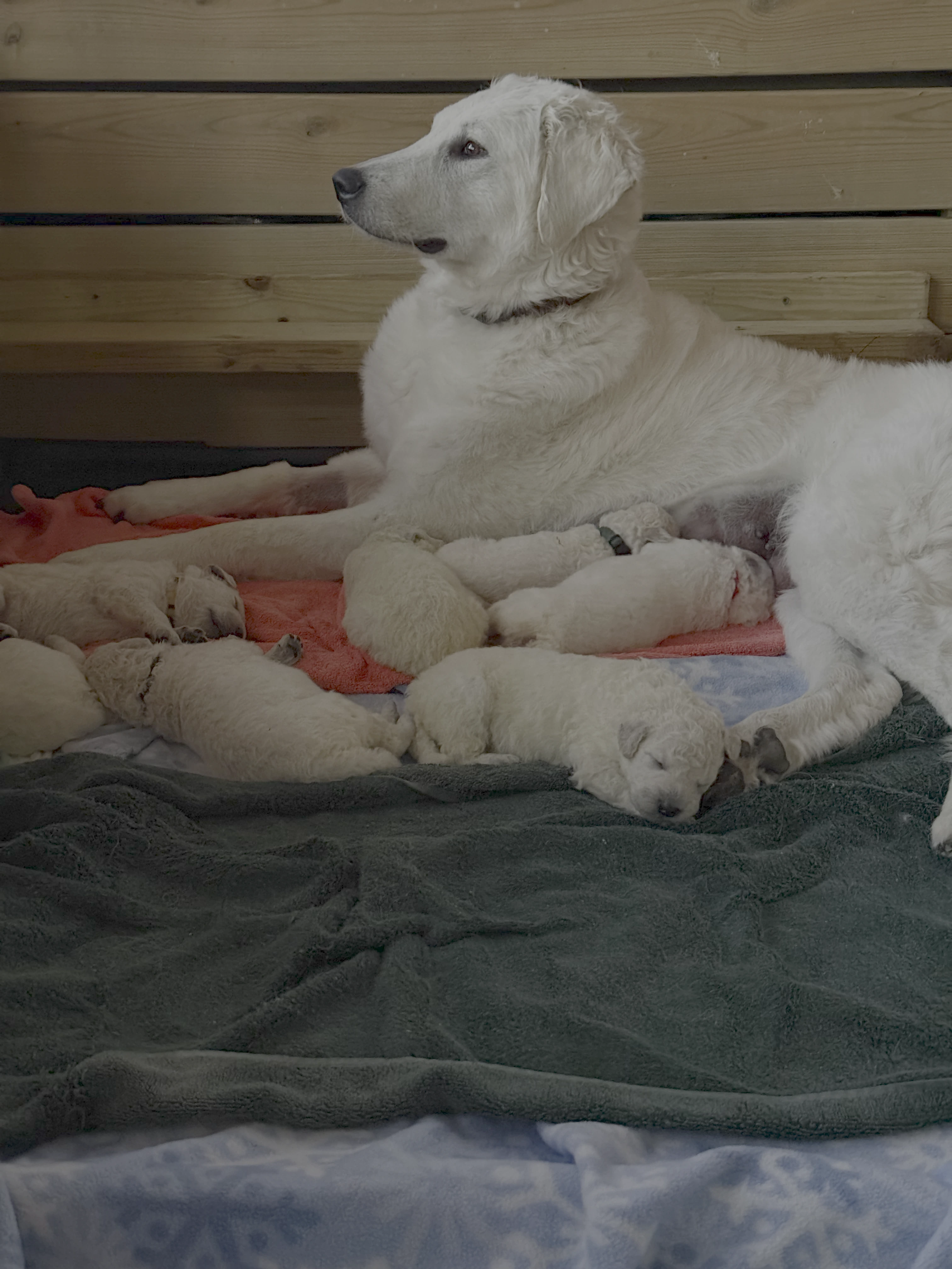 Nana, Kuvasz dam