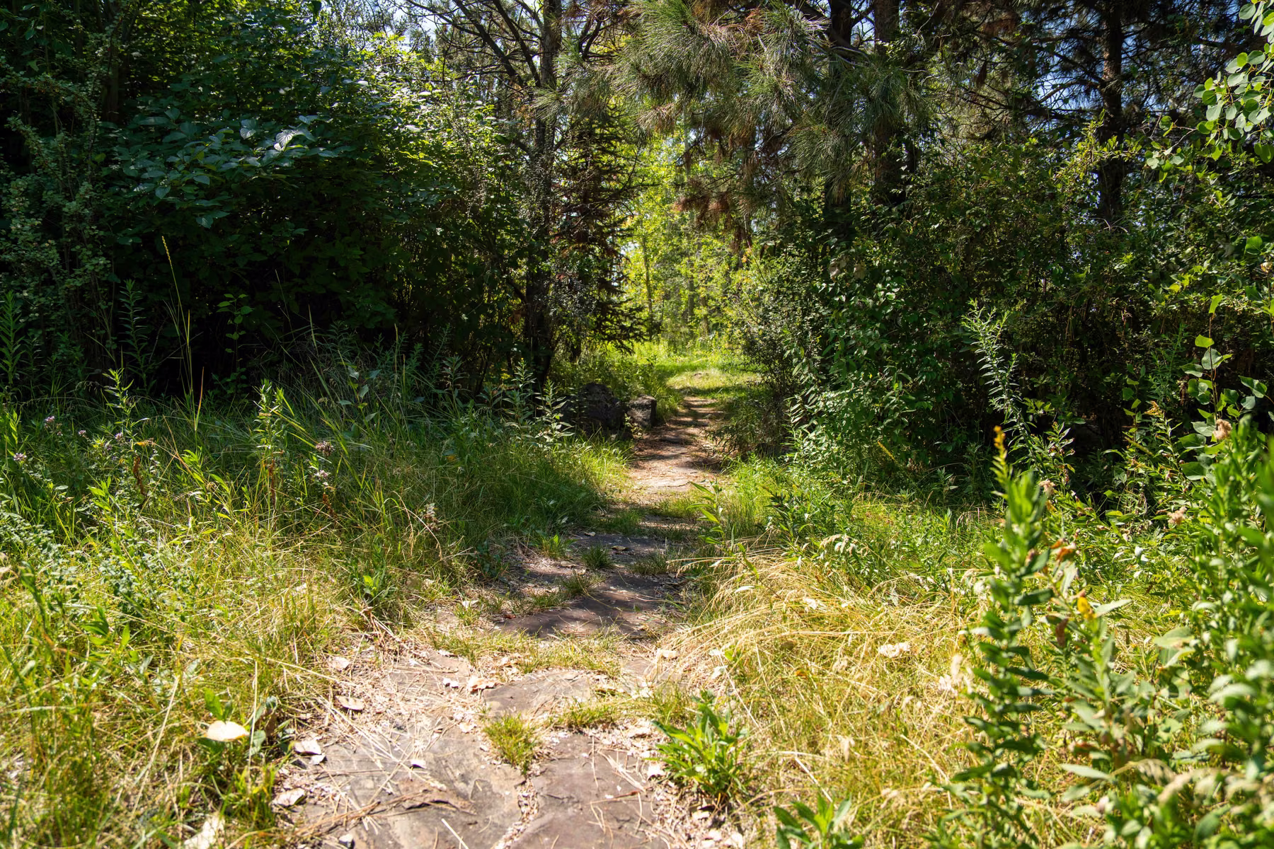 Stone Pathway & Xeriscape Bed