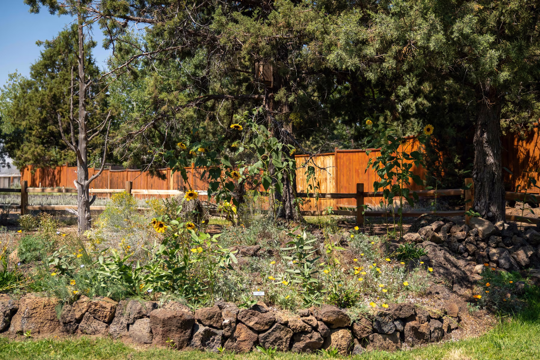 Koi Pond & Native Plantings