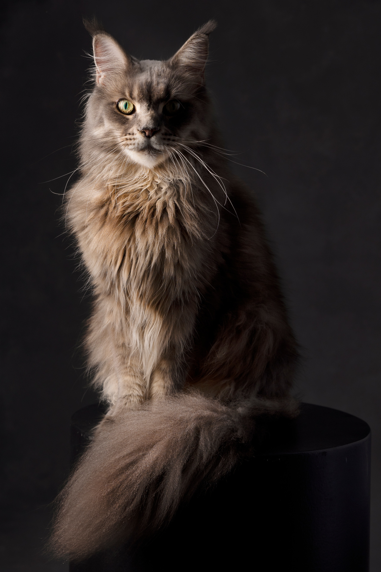 Gatto Maine Coon dal pelo lungo e occhi verdi seduto su piedistallo nero, ritratto fine art elegante. Fotografia di Claudia Spaziani, Bologna.