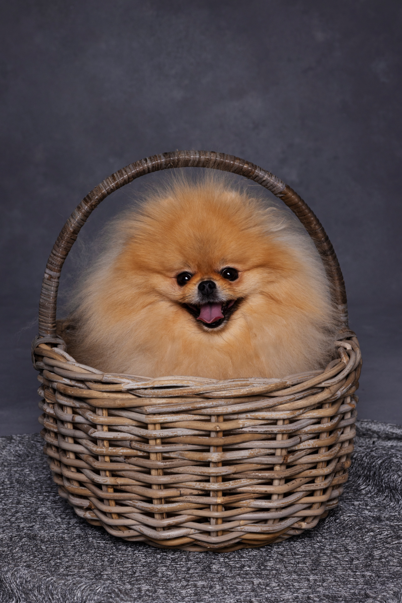 Volpino di Pomerania dal pelo arancione seduto in cestino di vimini, con espressione vivace. Ritratto fine art realizzato da Claudia Spaziani nel suo studio fotografico a Bologna.