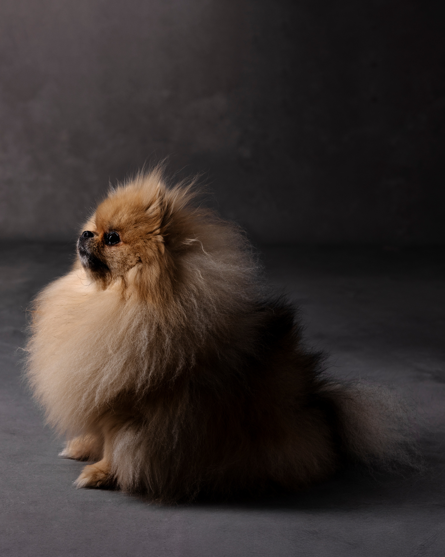 Volpino di Pomerania dal pelo folto color miele seduto su superficie scura, illuminato da luce drammatica. Fotografia fine art di Claudia Spaziani, Bologna.