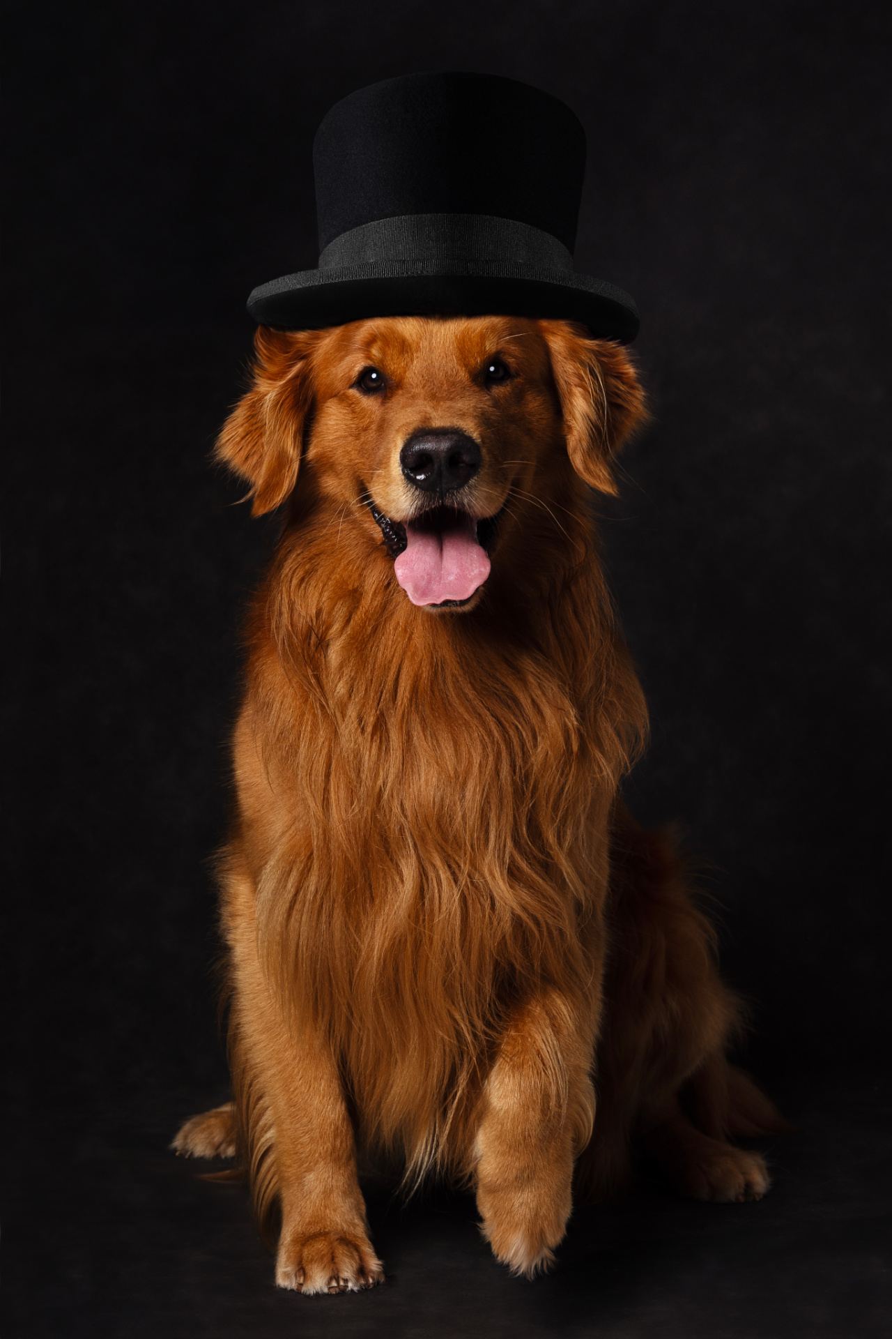 Golden Retriever con cappello a cilindro nero e lingua fuori, ritratto fine art giocoso e raffinato. Fotografia di Claudia Spaziani, Bologna.
