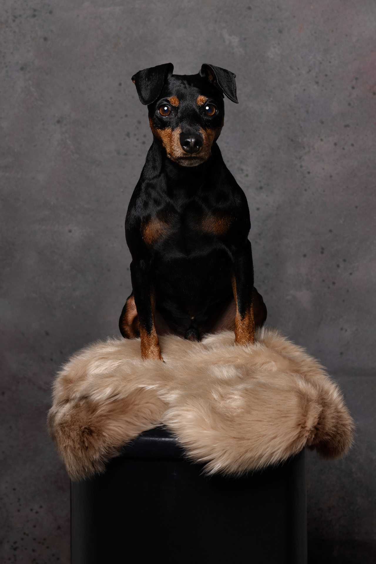 Miniature Pinscher nero focato seduto su piedistallo cilindrico rivestito in pelliccia beige, con sguardo diretto e postura elegante. Ritratto fine art di Claudia Spaziani, Bologna.