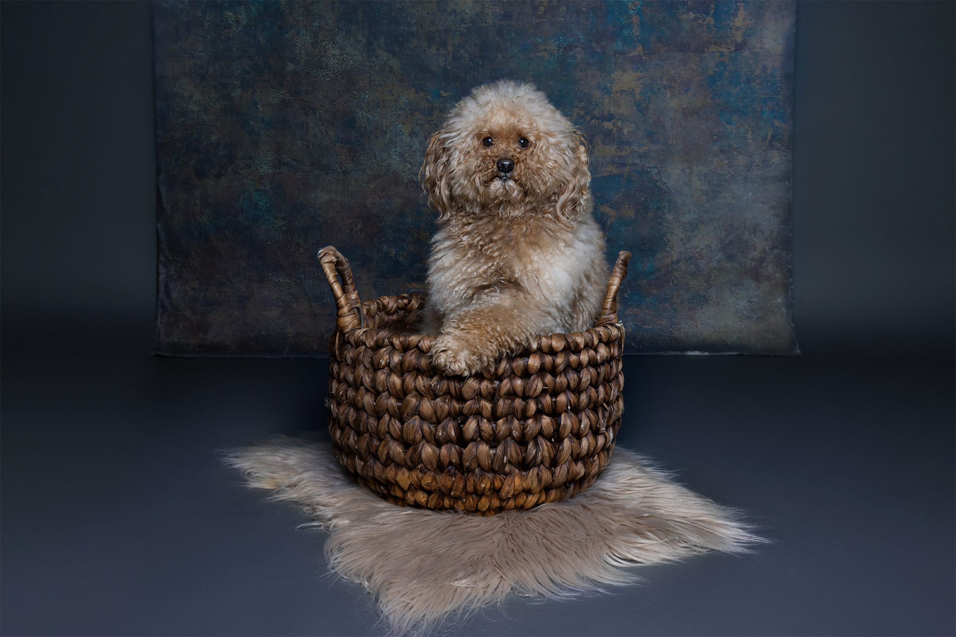 Barboncino dal pelo riccio color miele seduto in cestino intrecciato su tappeto in pelliccia, con sfondo pittorico. Ritratto fine art realizzato da Claudia Spaziani nel suo studio fotografico a Bologna.