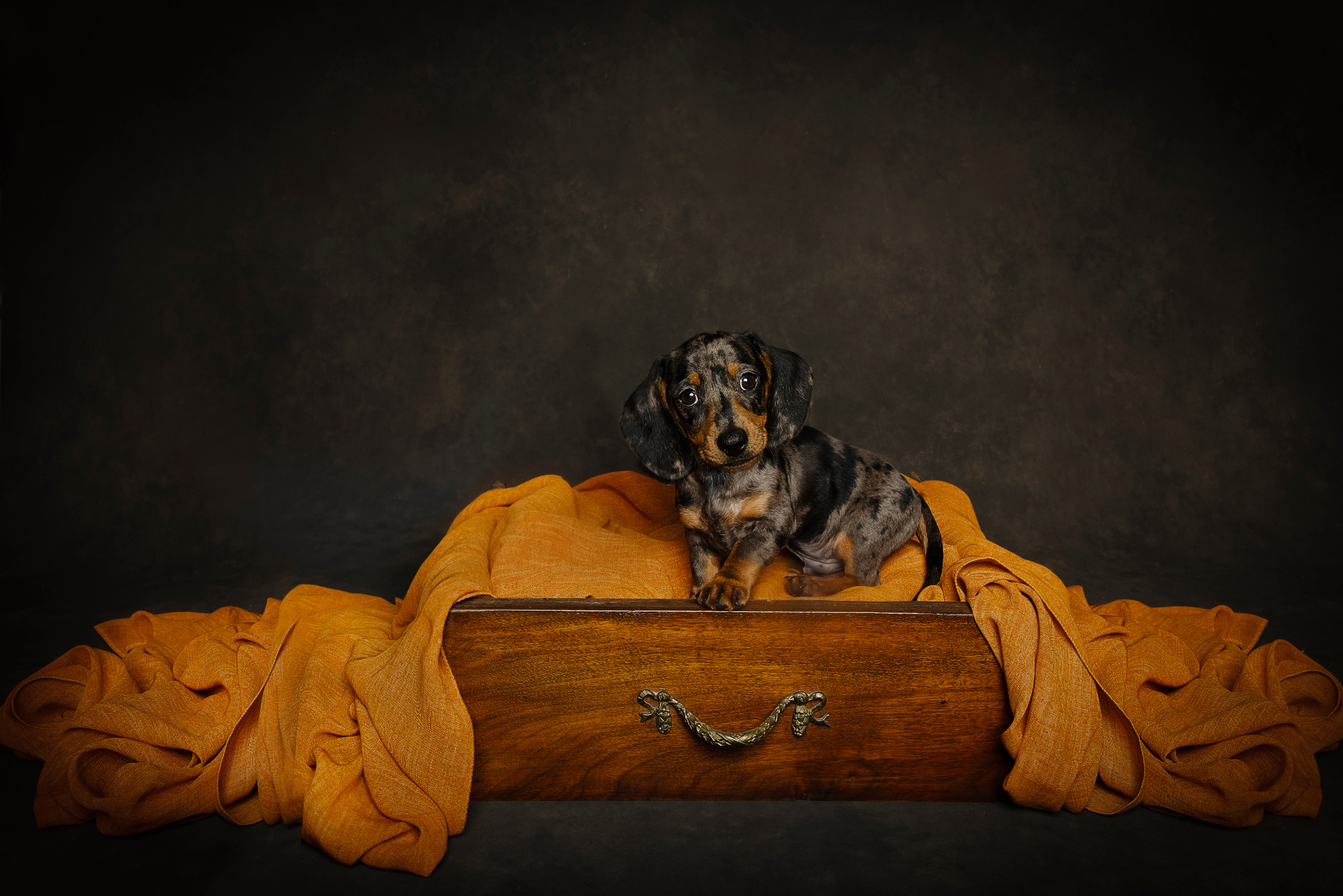 Cucciolo di bassotto arlecchino seduto in un cassetto di legno foderato con tessuto arancione, in ambientazione calda e artistica. Fotografia fine art di Claudia Spaziani, Bologna.