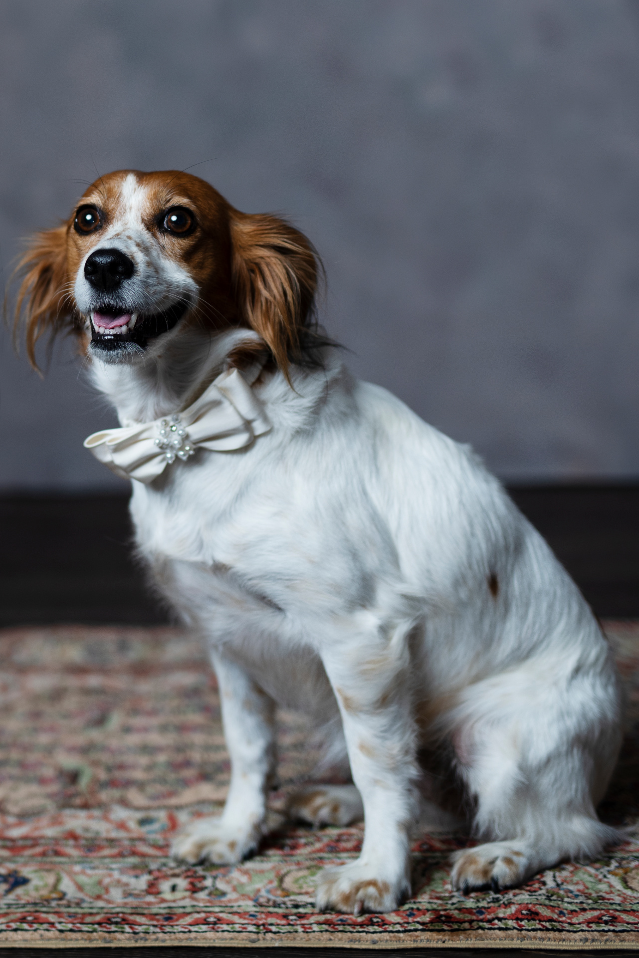 Cagnolino bianco con macchie marroni e papillon decorativo con perle e fiore, seduto su tappeto elegante. Ritratto fine art realizzato da Claudia Spaziani nel suo studio fotografico a Bologna.