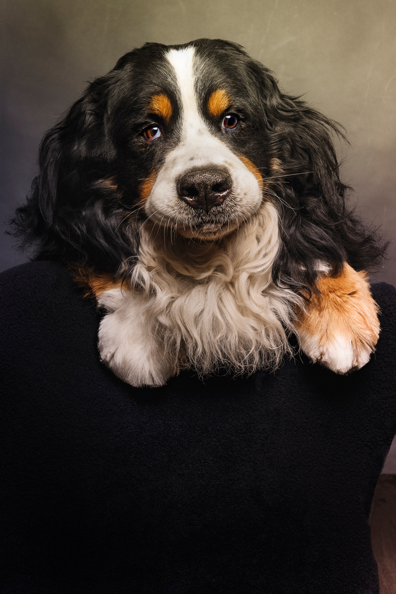 Primo piano di Bovaro del Bernese con zampe anteriori appoggiate su superficie scura, sguardo diretto e intenso. Ritratto fine art di Claudia Spaziani, fotografa a Bologna.