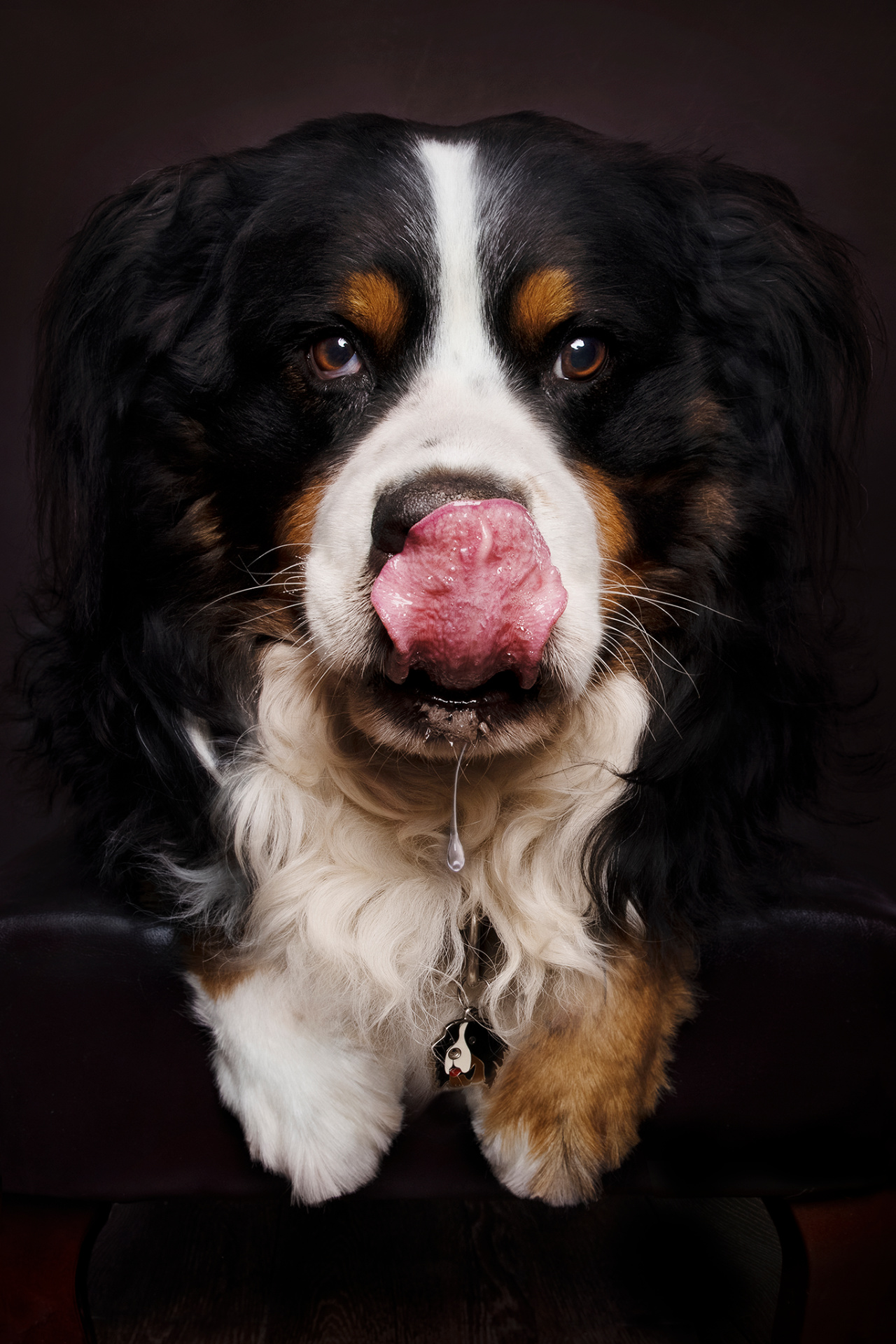 Cane Bovaro del Bernese che si lecca il naso con la lingua, goccia di saliva visibile. Ritratto giocoso e dettagliato scattato da Claudia Spaziani, fotografa fine art a Bologna.