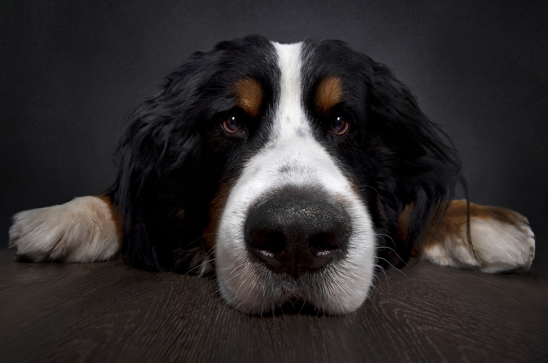 Primo piano emozionale di Bovaro del Bernese sdraiato su pavimento in legno scuro, con sguardo intenso e naso in evidenza. Fotografia fine art di Claudia Spaziani, Bologna.