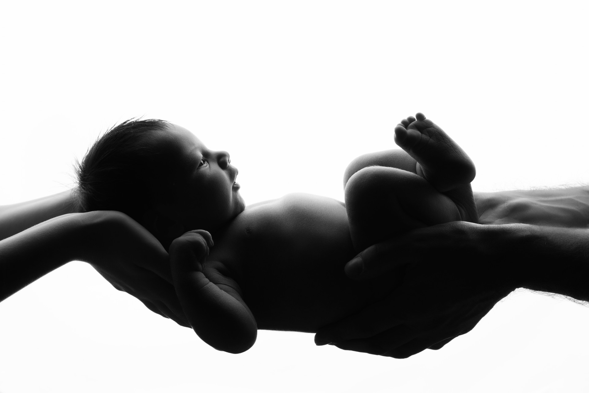Claudia Spaziani fotografa newborn a Bologna: silhouette artistica di neonato sorretto da quattro mani adulte.