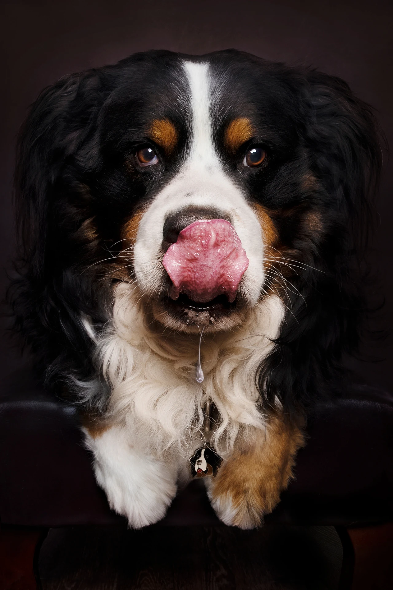Bovaro del Bernese che si lecca il naso, ritratto pet giocoso e dettagliato a Bologna