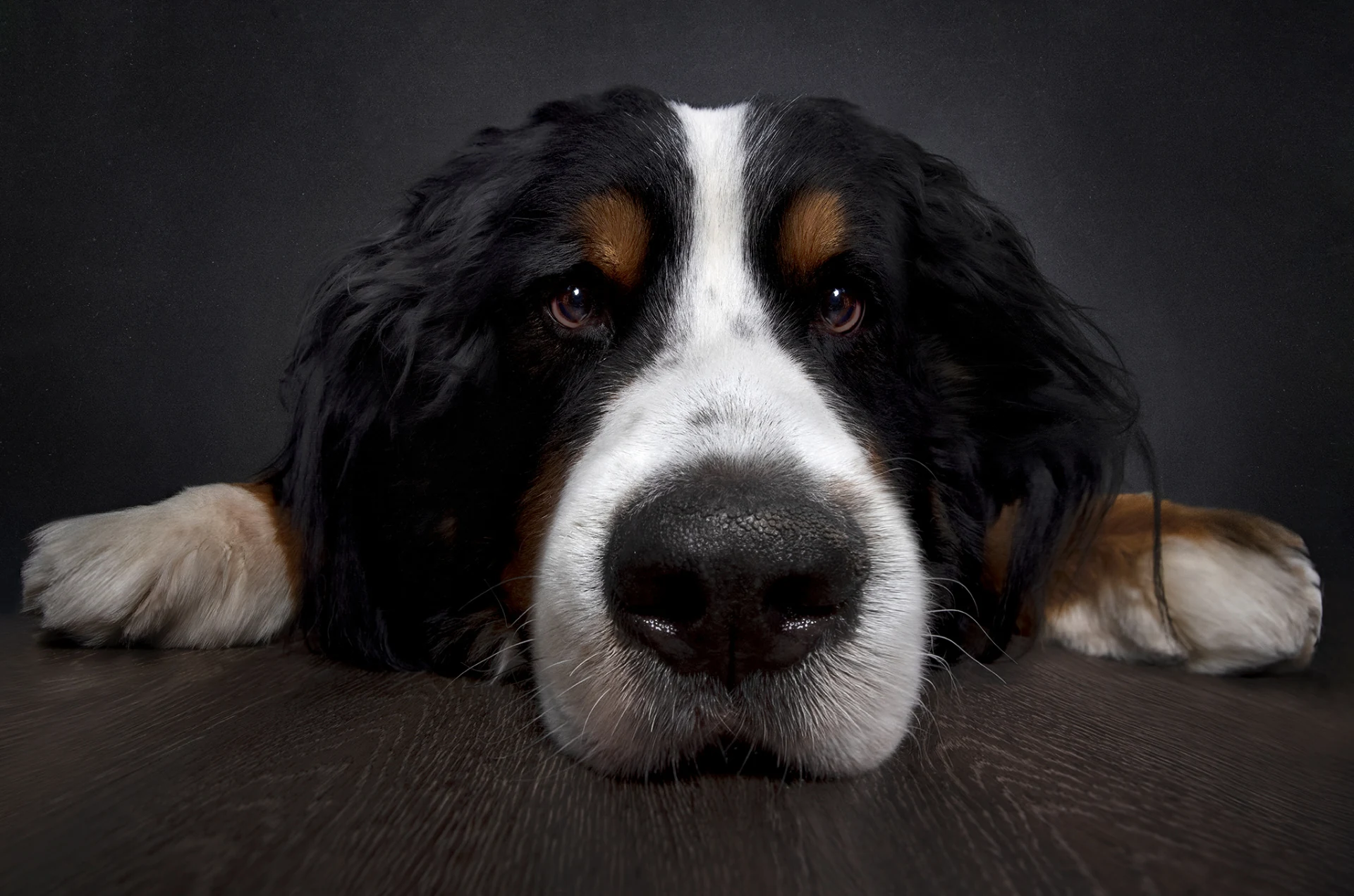 Primo piano di Bovaro del Bernese sdraiato con sguardo intenso, ritratto pet fine art a Bologna