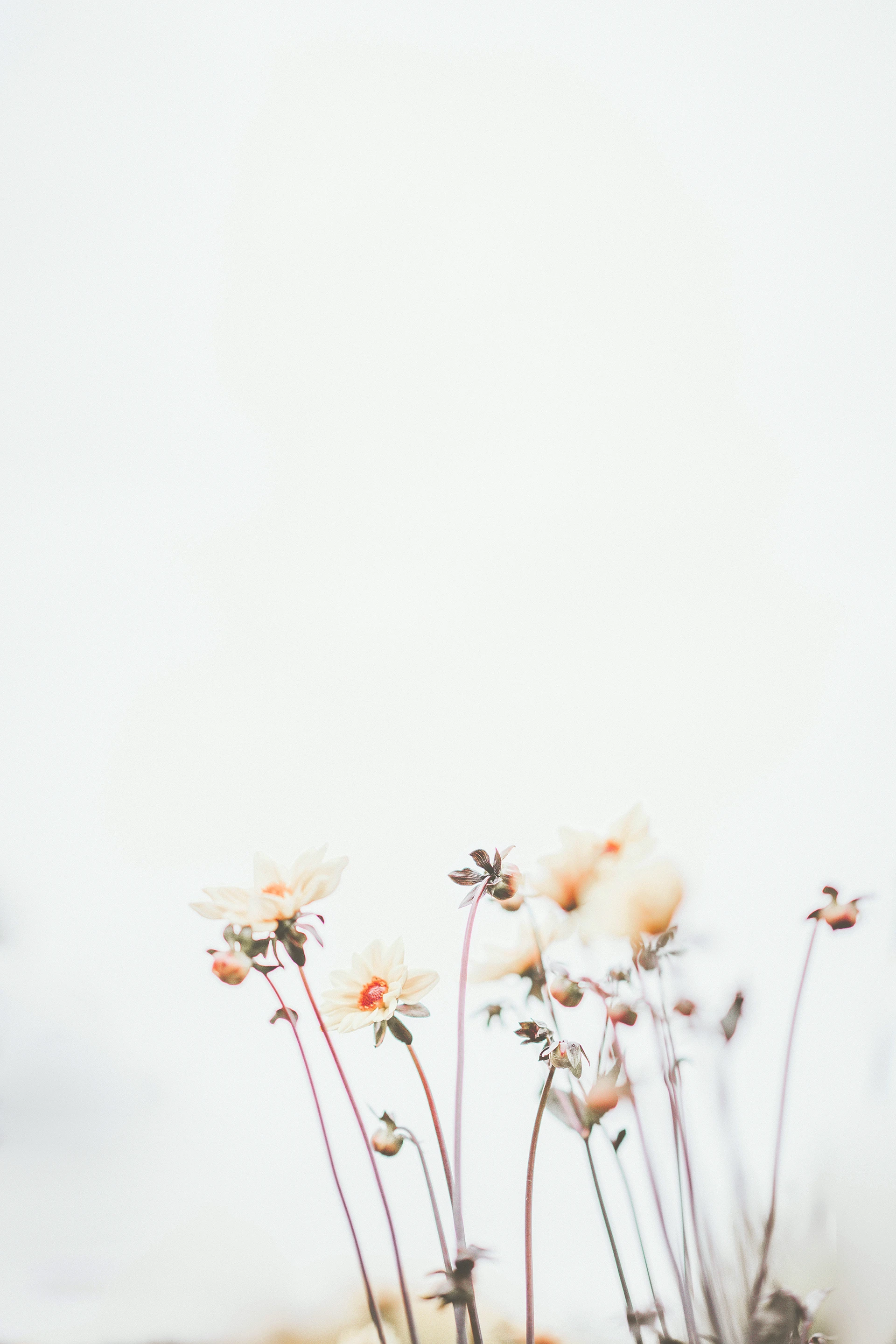 Delicate pale yellow flowers with long thin stems against a bright, softly blurred white background.