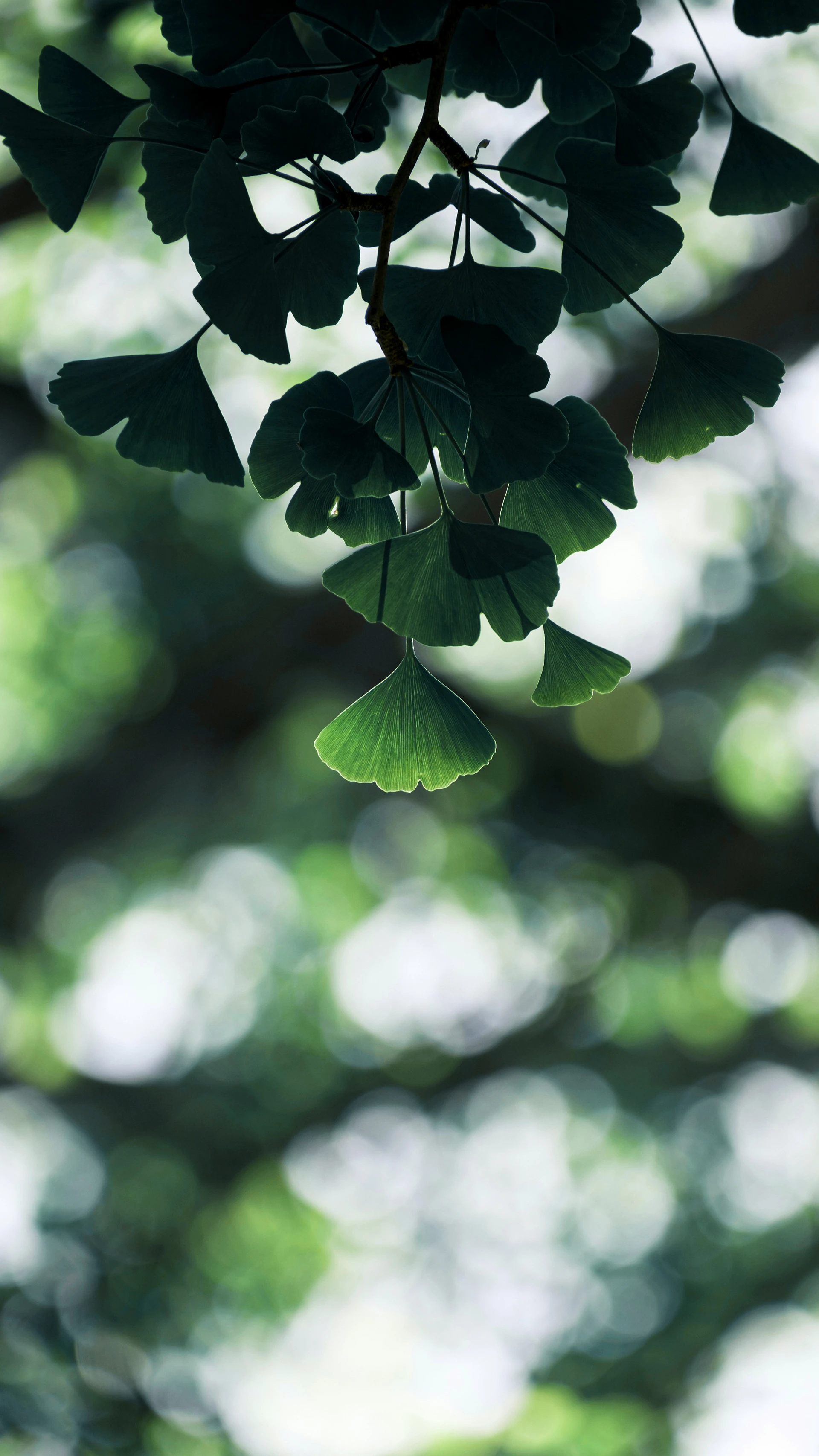 Close-up of green ginkgo biloba leaves hanging from thin branches with a soft blurred background of light and foliage.