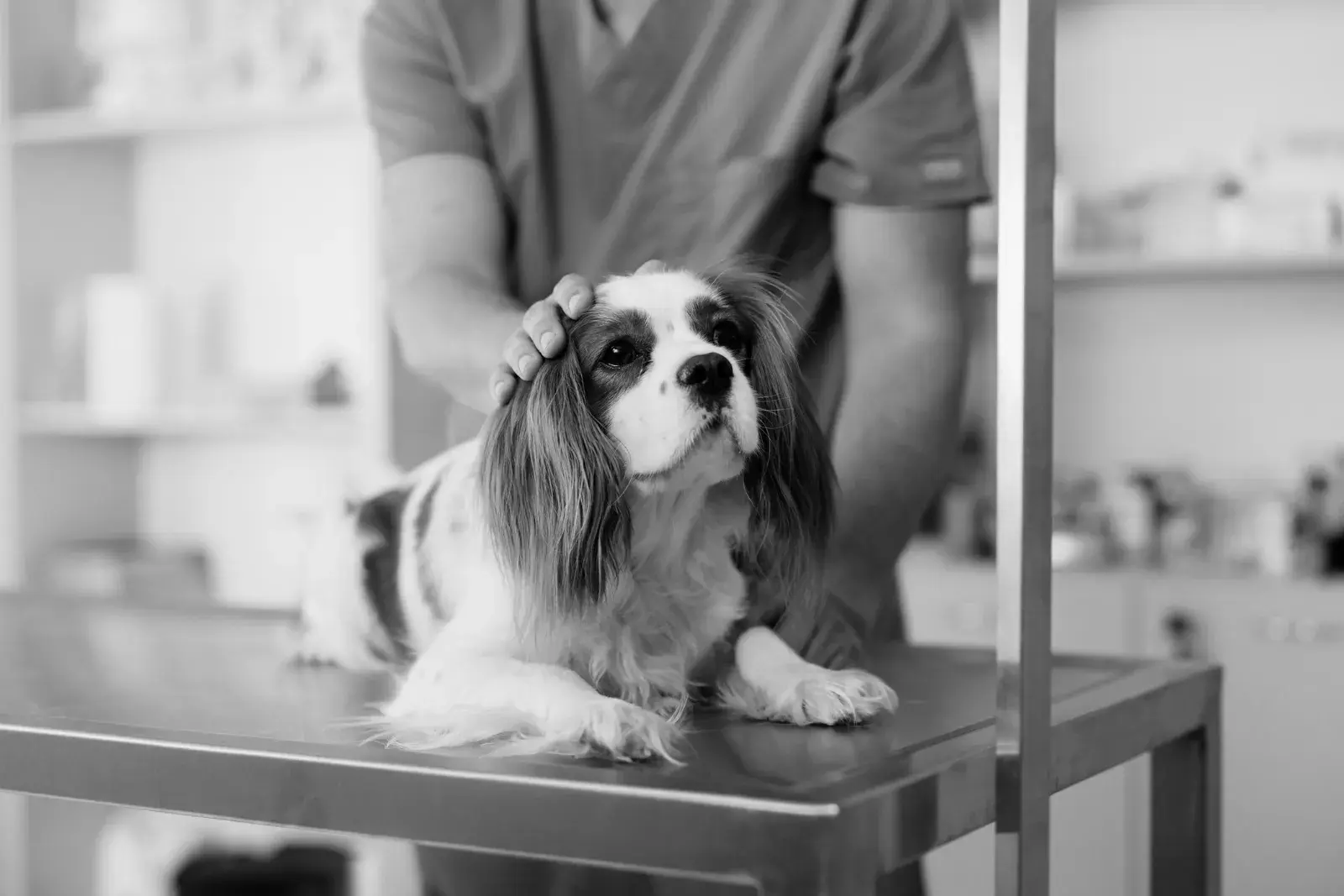 A dog being examined by a veterinarian