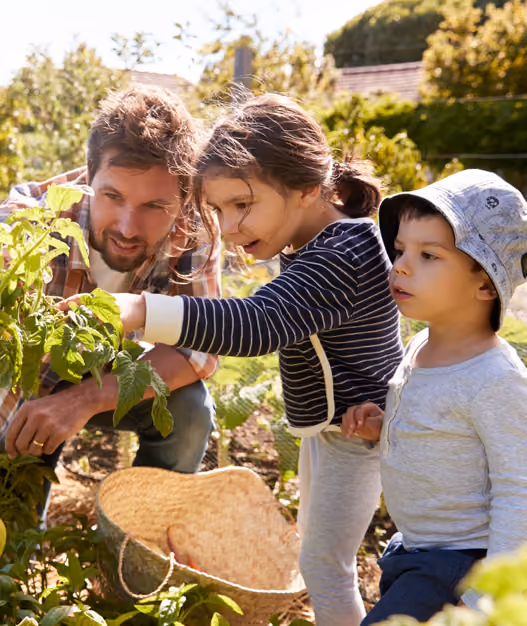 Father and two children inspecting a tomato plant in a garden with a straw basket nearby.